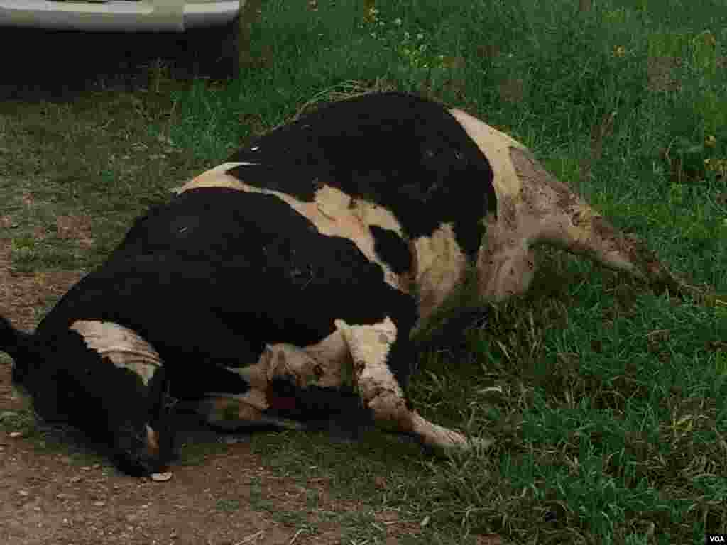 Öldürülmüş mal-qara