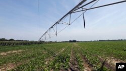 This Friday, July 21, 2017 photo shows an irrigation system at a farm in Farmville, N.C. The system is used to spray hog waste onto nearby crops instead of using commercial fertilizers. (AP Photo/Gerry Broome)