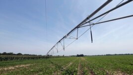 This Friday, July 21, 2017 photo shows an irrigation system at a farm in Farmville, N.C. The system is used to spray hog waste onto nearby crops instead of using commercial fertilizers. (AP Photo/Gerry Broome)