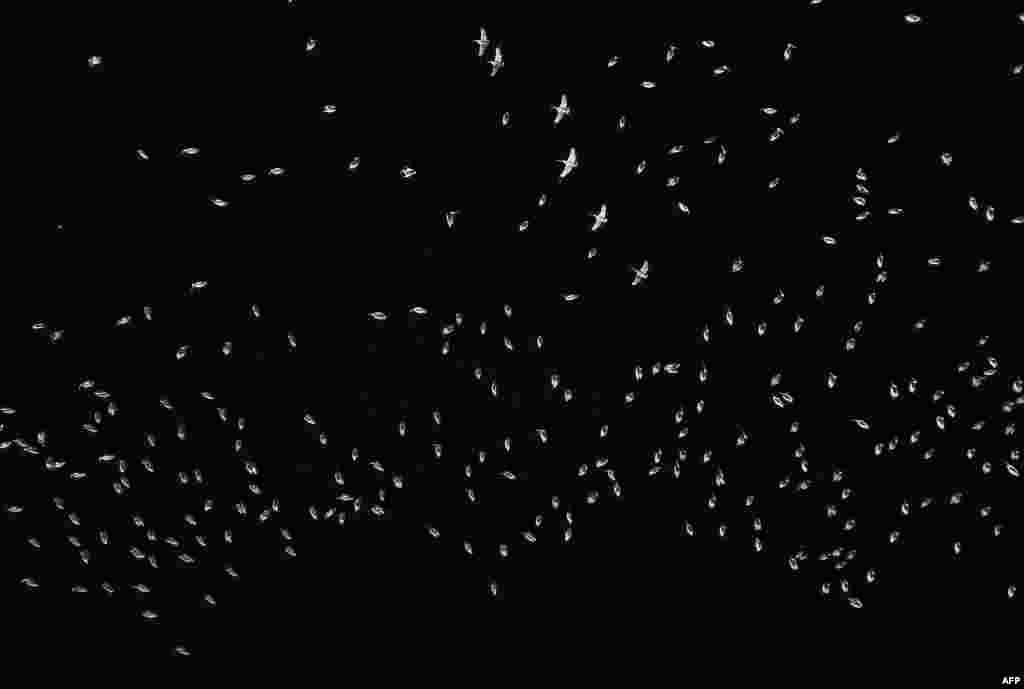 White pelicans, one of the largest birds from Canada and the United States, are seen flying over the shore of the Chapala Lagoon in Cojumatlan, Mexico.