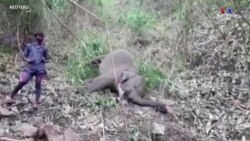 Կայծակի հարվածից Հնդկաստանում 18 փիղ է սպանվել