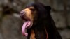 Making Faces is Fun for Sun Bears