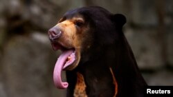 Somnang, a Malayan sun bear, sticks his tongue out as he sits in its enclosure at Edinburgh Zoo, Scotland July 7, 2010. REUTERS/David Moir/File Photo