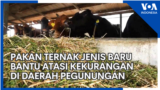 Pakan Ternak Jenis Baru Bantu Atasi Kekurangan di Daerah Pegunungan