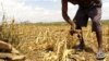 Seca no Kuando Kubango afecta camponeses e criadores de gado