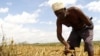 Quénia: Fome e seca no Norte enquanto comida apodrece no Centro