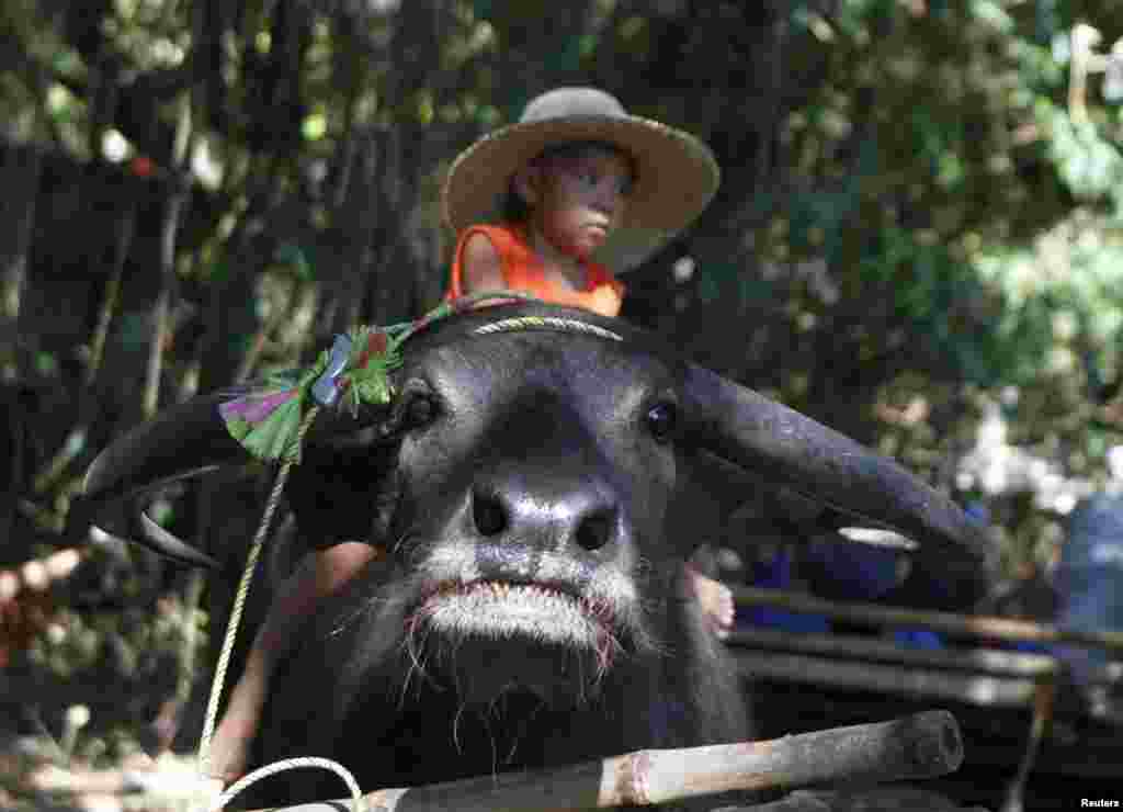 A boy rides on a carabao during the annual Carabao Festival in Pulilan, Bulacan, in northern Philippines, May 14, 2015.