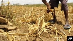 Quénia: Fome e seca no Norte enquanto comida apodrece no Centro