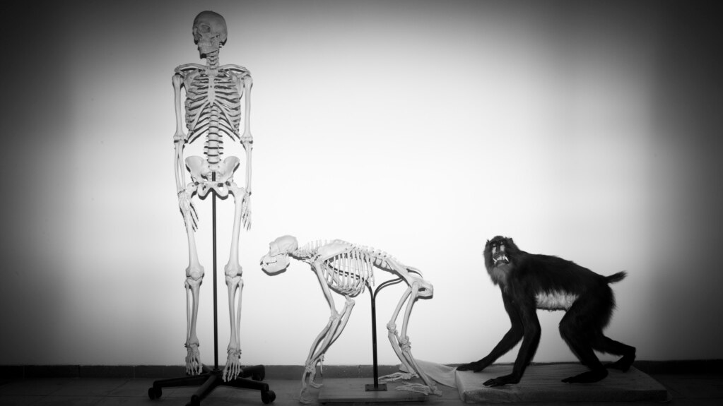 How Did Human Ancestors Lose Their Tails?