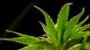 FILE - A marijuana plant is seen at a medical marijuana dispensary in Egg Harbor Township, N.J., March 22, 2019. A scientific panel is recommending a larger role for the Centers for Disease Control and Prevention in cannabis policy.