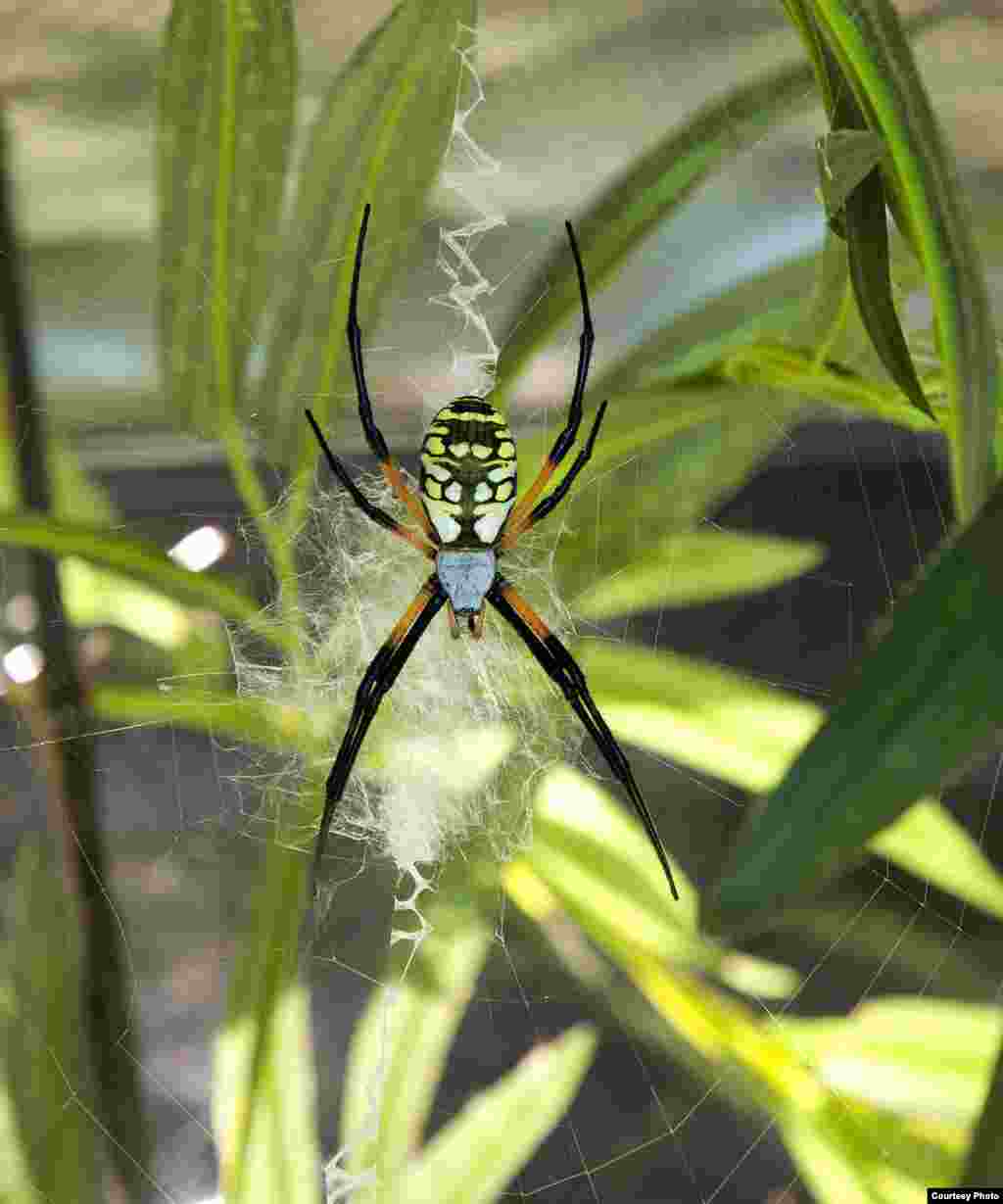 Charlotte&rsquo;s Web author E.B. White consulted with a museum curator while writing the classic children&rsquo;s book. She named the main character Charlotte A. Cavatica after a common orb weaver, Araneus cavaticus. (&copy; AMNH\R. Mickens)