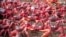 Crab Migration in Australia Turns Roads Red