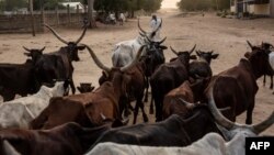 FILE - A man leads his herd of cattle in Maroua, Cameroon, March 2, 2020.