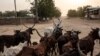 Cameroon Accuses CAR Rebels of Stealing Cattle