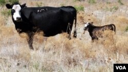 Las pérdidas agropecuarias por la sequía en Texas suman más de $5.000 millones de dólares.