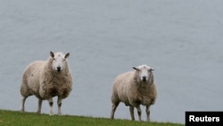 FILE - Sheep are seen in front of the shores of Carlingford Lough in Omeath, Ireland, Feb. 17, 2017. 