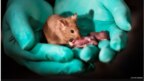 Chuột sinh ra từ hai mẹ có khả năng sinh con. Ảnh: BBC