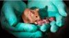 Same-sex mice have babies. Photo: BBC
