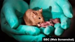 Same-sex mice have babies. Photo: BBC