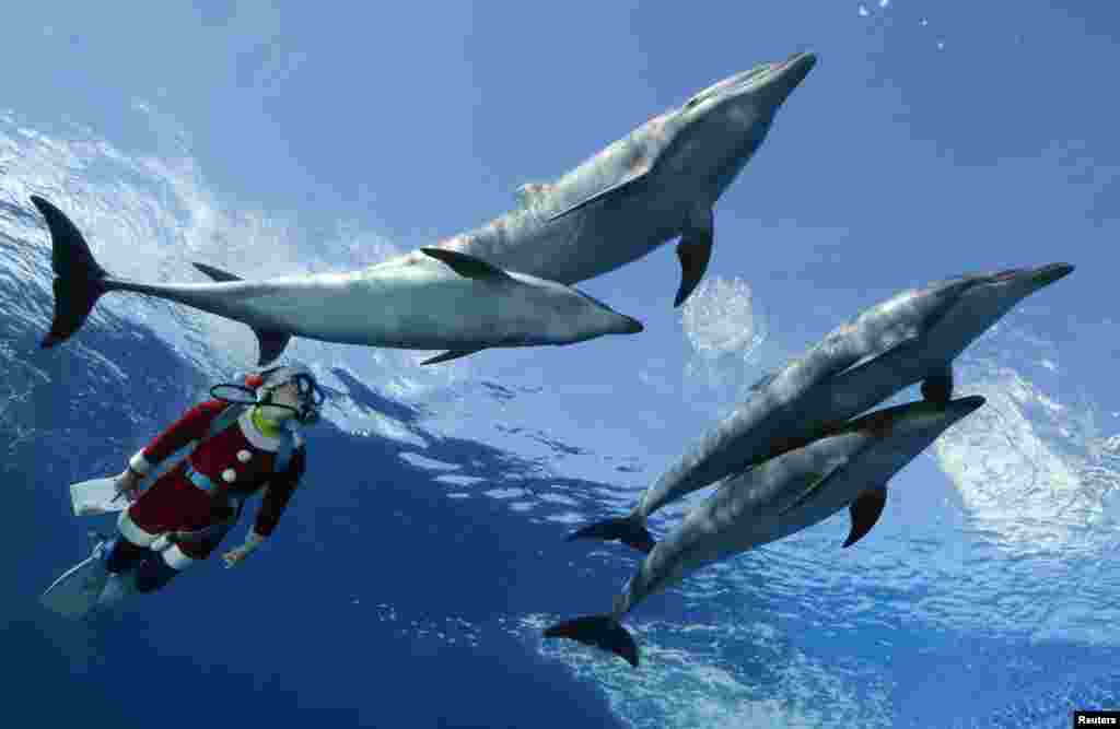 یوکوہاما میں ایک غوطہ خور ڈولفن مچھلیوں کے ساتھ تیر رہا ہے