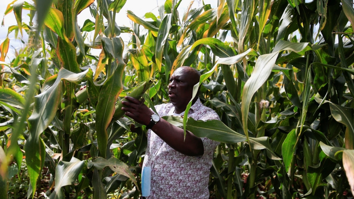 UN: Grain Shortage Could Affect Much of Africa - VOA Learning English