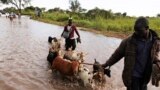 FILE - A man directs his herd of goats through a flooded section of the road from the Ugandan border into South Sudan, at Nimule, Aug. 27, 2013. Flooding in South Sudan has reached unprecedented levels in 2019, according to officials.