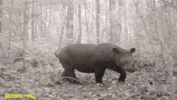 Badak Sumatera yang berhasil terekam camera trap di kawasan Taman Nasional Gunung Leuser, Aceh. (Courtesy: Balai Besar Taman Nasional Gunung Leuser).