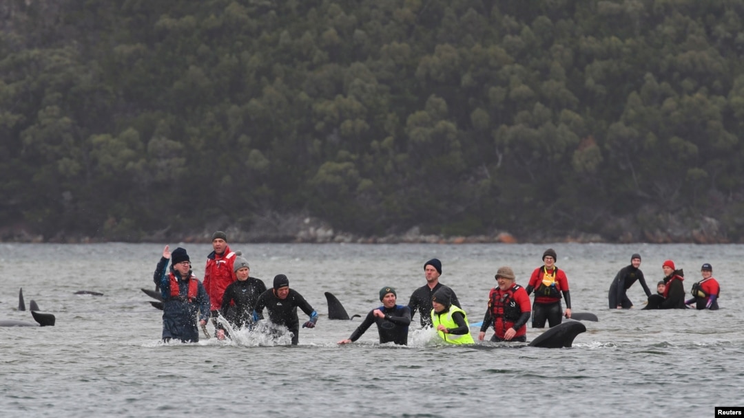Upaya penyelamatan paus yang terdampar di Macquarie Harbour, dekat Strahan, Tasmania, Australia, 22 September 2020. (Foto: AAP / The Advocate Pool, Brodie Weeding)
