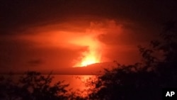 In this photo released by Galapagos National, La Cumbre volcano erupts at Fernandina Island, in Galápagos Islands, Ecuador, March 3, 2024. 