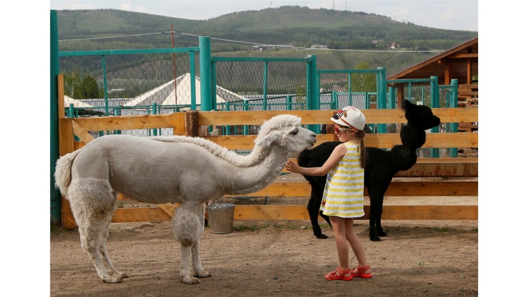 Seorang anak berdiri di dekat alpaca, di kebun binatang Royev Ruchey, Krasnoyarsk, Siberia, Rusia, 31 Mei 2017. (REUTERS/Ilya Naymushin). Semakin banyak hewan yang dimanfaatkan untuk aktivitas di sekolah, di antaranya alpaka, bebek, juga ayam.