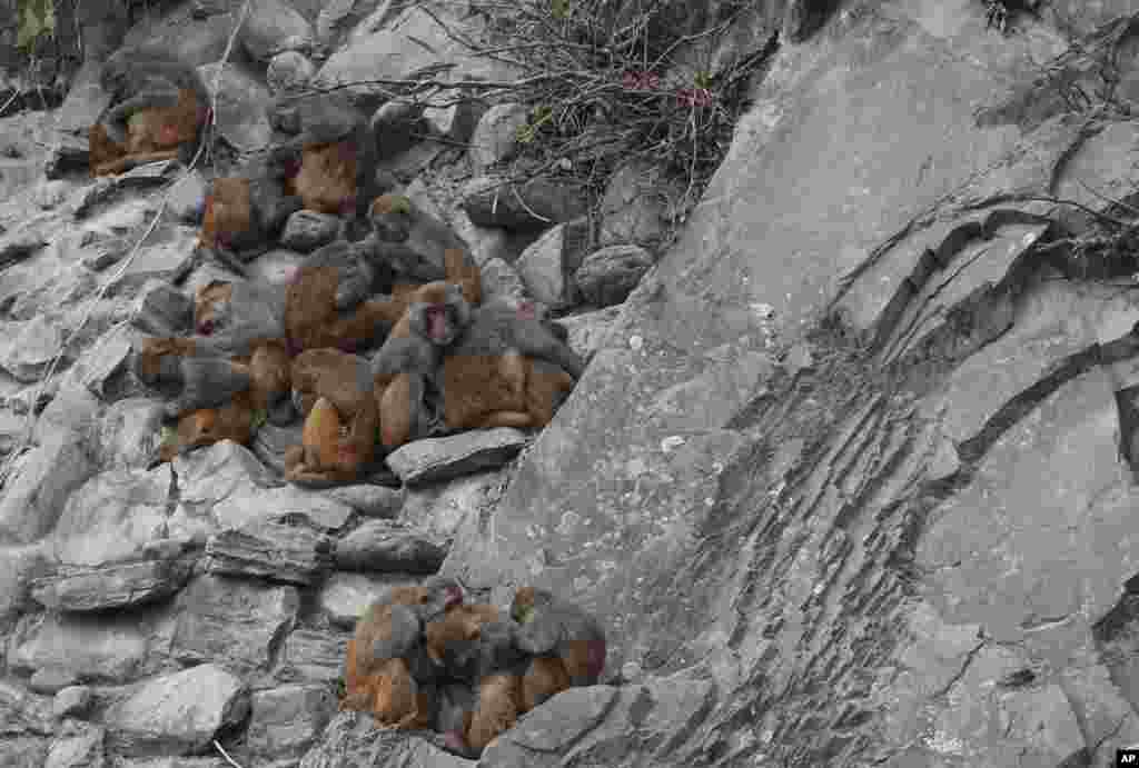 Monkeys gather together to keep themselves warm at Swayambhunath Stupa in Kathmandu, Nepal.