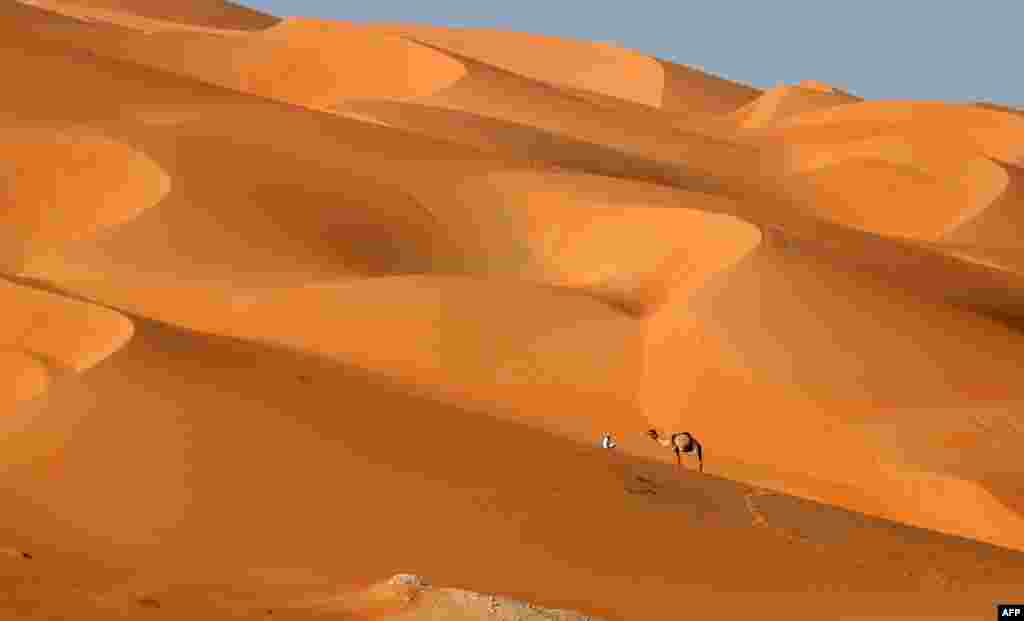 Seorang pria berjalan di atas unta melewati padang Liwa, sekitar 250 kilometer sebelah barat Teluk Emirat Abu Dhabi, selama Festival Moreeb Dune di Liwa, 2 Januari 2017.
