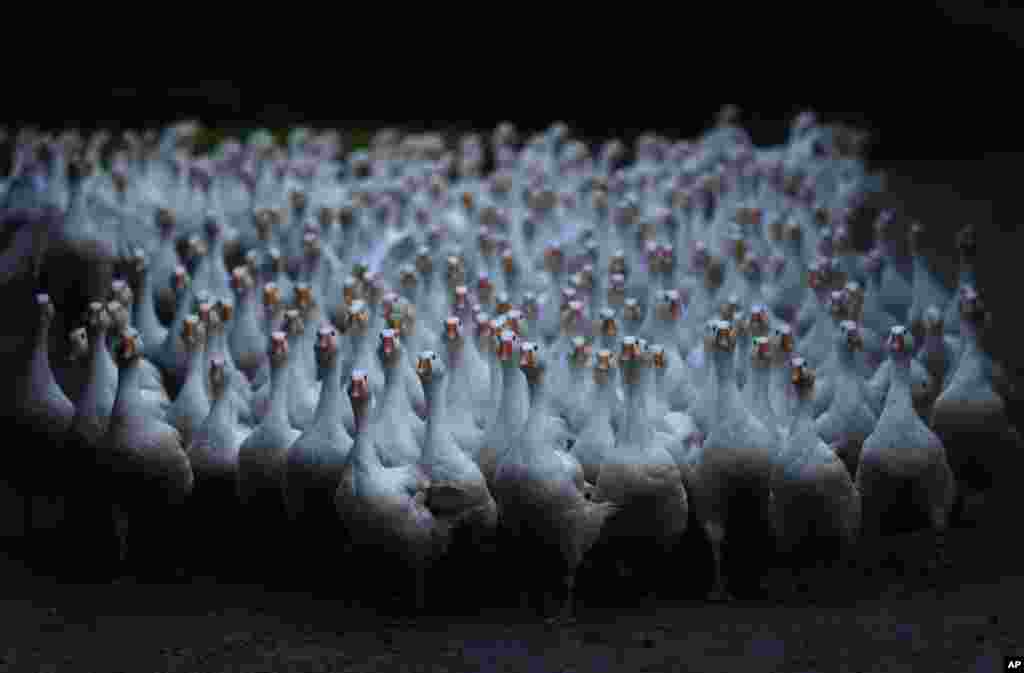 A flock of 150 geese is about to cross a street in Duisburg, Germany. 
