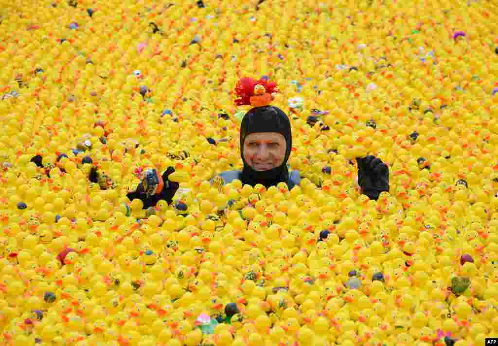 A diver swims between rubber ducks during the third rubber duck race on the Inner Alster Lake in Hamburg, northern Germany, Sept. 1, 2013.
