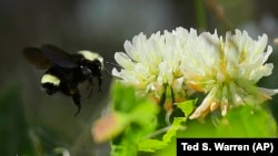 A bumblebee flies near clover flowers in Olympia, Washington.