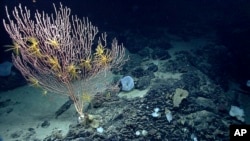 Ảnh tư liệu - San hô trên núi ngầm Mytilus ngoài khơi bờ biển New England ở Bắc Đại Tây Dương. 