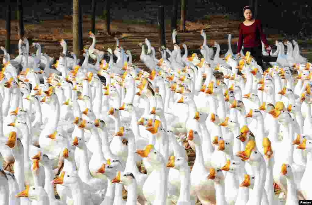 Zhang Yufeng feeds a flock of geese at Xincai county, Henan province, China, Oct. 15, 2014.