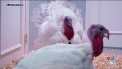 بخشش وادل و گابل، دو بوقلمون کاخ سفید