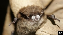 Seekor kelelawar coklat kecil ditemukan di sebuah gua di New York ini, menderita penyakit jamur hidung putih (Foto: dok). Penyakit ini memusnahkan ribuan kelelawar di AS dan Kanada.