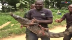 آئیوری کوسٹ میں مگرمچھوں کی آبادی بچانے کی کوشش
