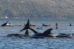 A pod of whales, believed to be pilot whales, is seen stranded on a sandbar at Macquarie Harbour, near Strahan, Tasmania, Australia. (AAP Image/The Advocate Pool, Brodie Weeding)