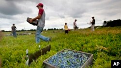 FILE - Workers harvest wild blueberries at the Ridgeberry Farm in Appleton, Maine, Friday, July 27, 2012.