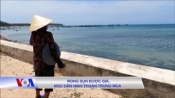 Rong sụn được giá, ngư dân Ninh Thuận trúng mùa