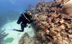 Diver Everton Simpson plants staghorn coral harvested from a coral nursery inside the White River Fish Sanctuary in Ocho Rios, Jamaica, Feb. 12, 2019.