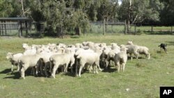 Sheep mustering on Warrook Cattle Farm in Monomeith, 76 kilometers (48 miles) south of Melbourne, Australia, March 23, 2011