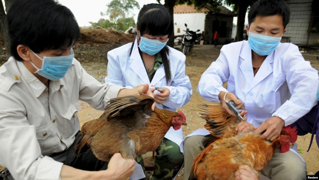 Petugas kesehatan China memusnahkan ribuan unggas akibat kekhawatiran merebaknya firus flu burung H7N9 (foto: dok). 
