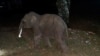 Thai Rescue Worker Saves Baby Elephant Hit by Vehicle