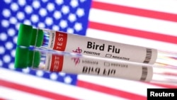 FILE - A test tube labeled "Bird Flu" is seen in front of a U.S. flag in this illustration created June 10, 2024.