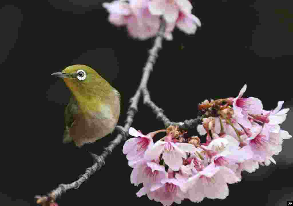 2018年3月10日，东京的新宿御苑，樱树枝头春意闹，有鸟飞来，构成一幅花鸟图。可以以这幅照片作为谜语的谜面，打一中国古代的词牌名，谜底是《鹊踏枝》，又名 《蝶恋花》。