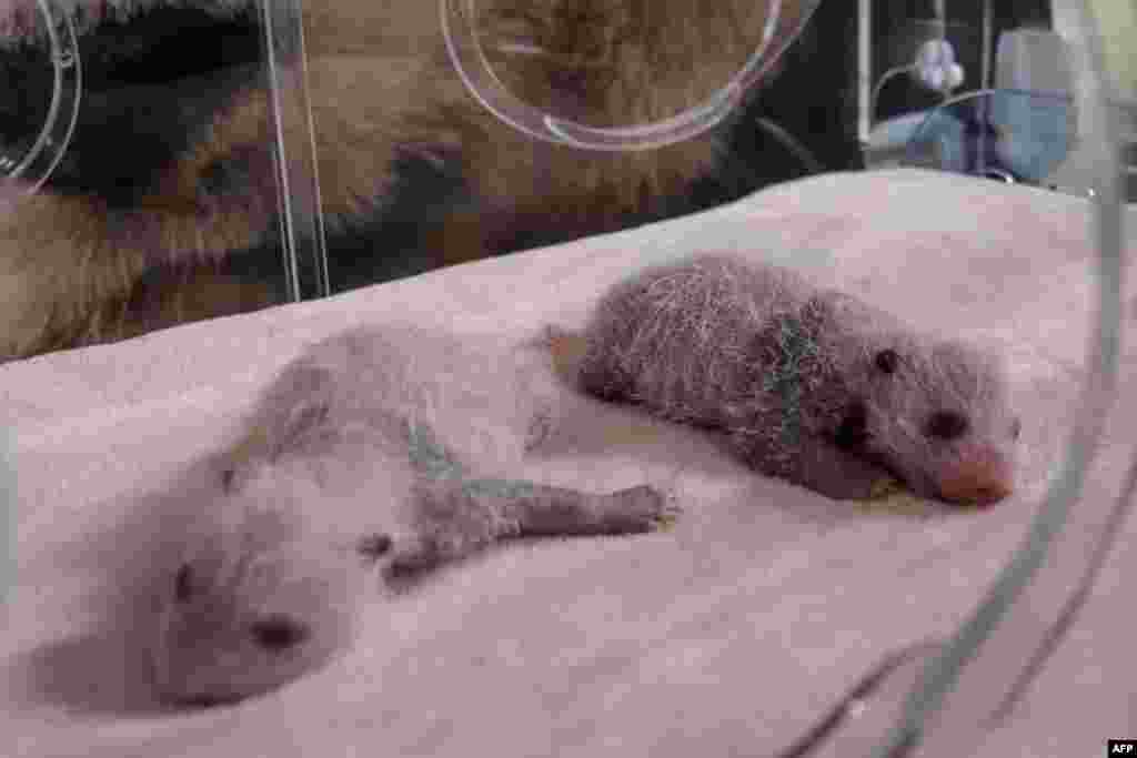 The two panda cub twins, about 11 days old and named Fleur de Coton, left, and Petite Neige, sleep inside an incubator at The Beauval Zoo in Saint-Aignan-sur-Cher, central France. 